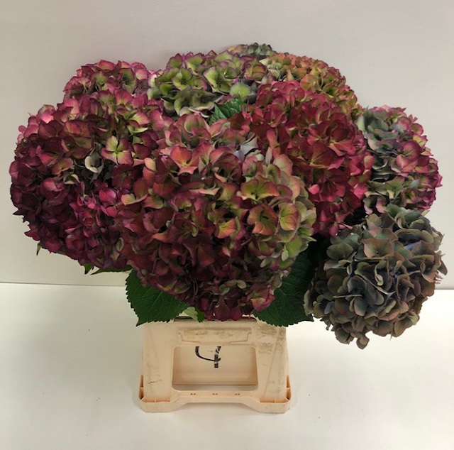 Hydrangea glowing alps classic.jpg